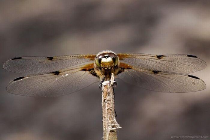 Macro_50 (700x467, 34Kb)