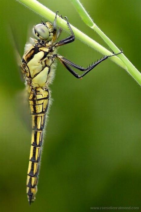 Macro_68 (466x700, 32Kb)