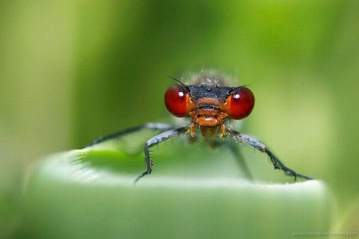 Macro_89 (700x467, 28Kb)