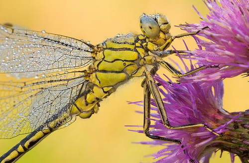 macro_nasekomie013 (500x327, 93Kb)