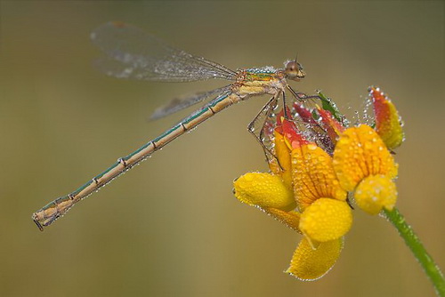 macro_nasekomie018 (500x334, 47Kb)