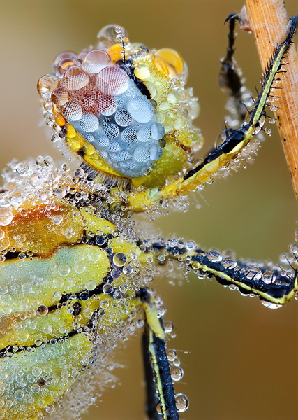 macro_nasekomie022 (427x600, 147Kb)