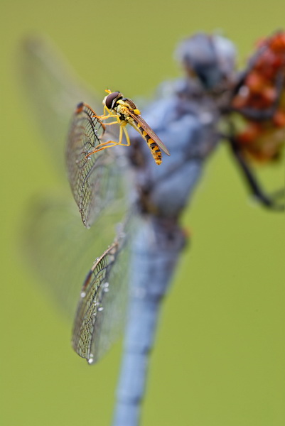 macro_nasekomie030 (401x600, 49Kb)