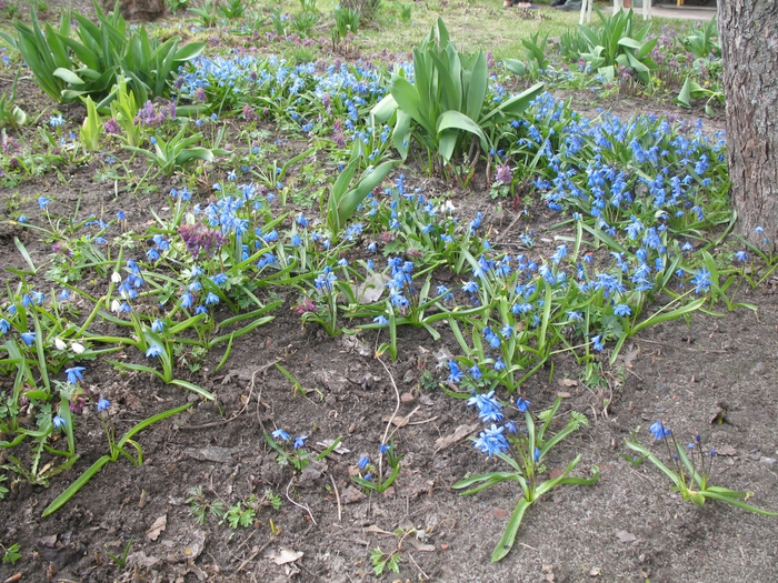 4016659_IMG_4390 (700x525, 416Kb)