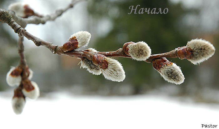 4016659_07a9a1af26b8 (700x413, 58Kb)