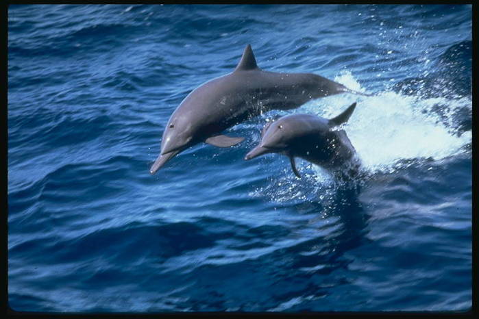 1576445_foto_dolphins_08 (699x466, 48Kb)