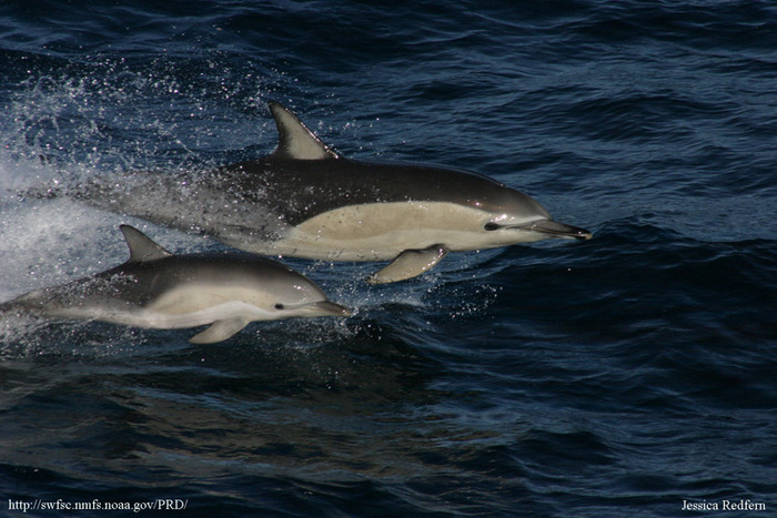 Delphinus_delphis_with_calf (700x467, 122Kb)