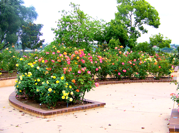 Balboa Park Rose Garden  Flickr - Photo Sharing! (700x521, 784Kb)