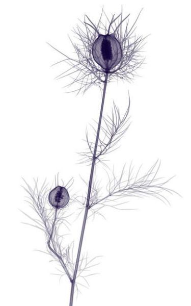 Rentgen_16 (375x600, 24Kb)