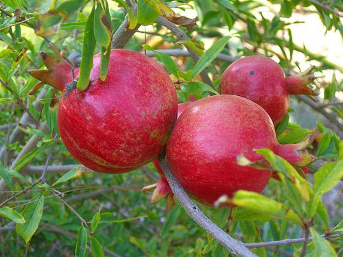 Punica_2.jpg (500x375, 50Kb)