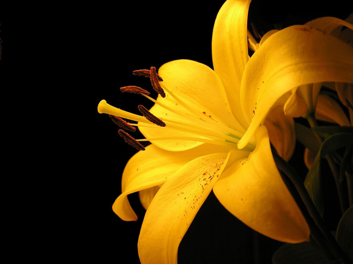 00700_yellowlilly_1600x1200 (700x525, 71Kb)