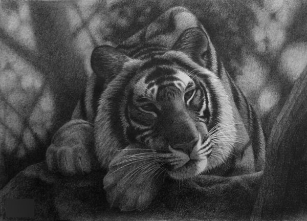 No_Mood_For_Hunting__pencil_by_Panthera11[1] (600x432, 59Kb)