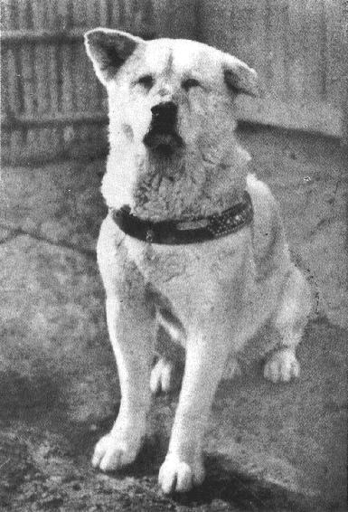 Hachiko (385x566, 50Kb)