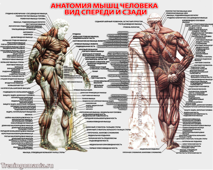 anatomiya-mishc-cheloveka (700x560, 665Kb)