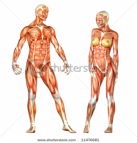 stock-photo-human-body-anatomy-man-and-woman-11476681 (450x470, 69Kb)