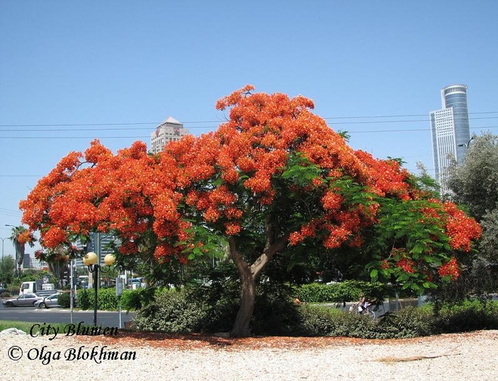 46234417_Delonix_regia906_367 (699x535, 301Kb)