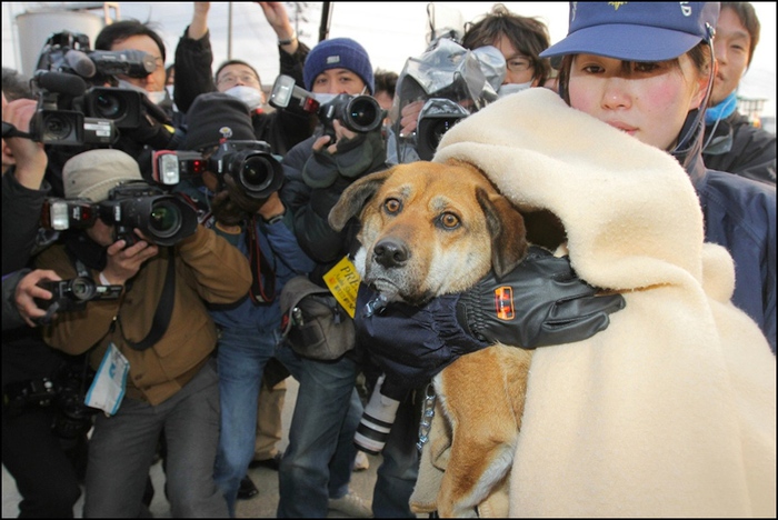 781011_Japan_dog (700x468, 150Kb)