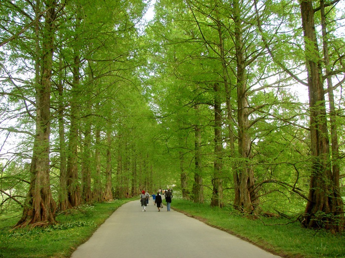 DSC00679 (700x525, 225Kb)