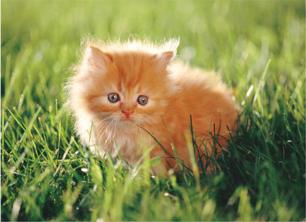 4269403_kitten (600x435, 78Kb)