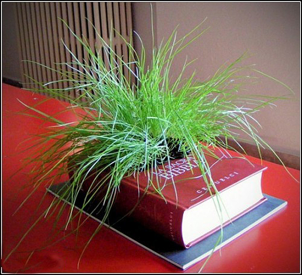 68834278_Gartenkultur_1 (600x547, 357Kb)