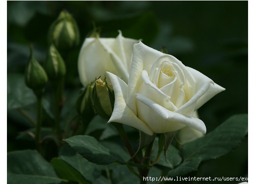 rosa_bianca (516x371, 81Kb)
