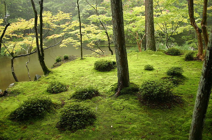 moss garden (700x464, 129Kb)