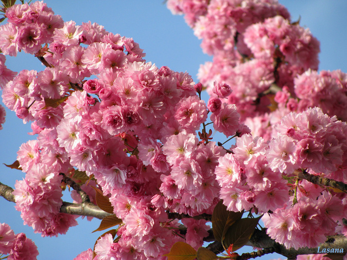 2017157_IMG_1344bl_sakura_4_ (700x525, 224Kb)
