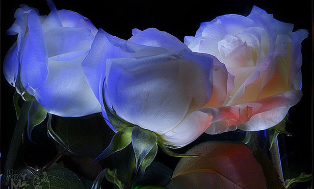 getImage (12) (640x386, 46Kb)