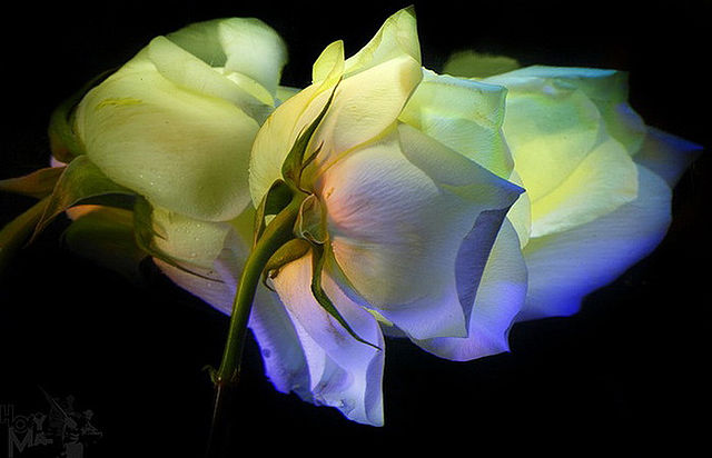 getImage (14) (640x412, 40Kb)