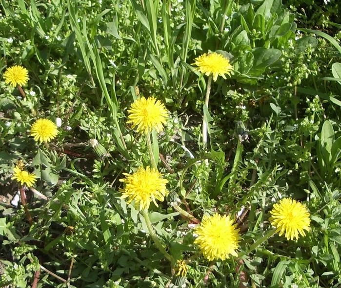 IMGP7011 (700x592, 211Kb)