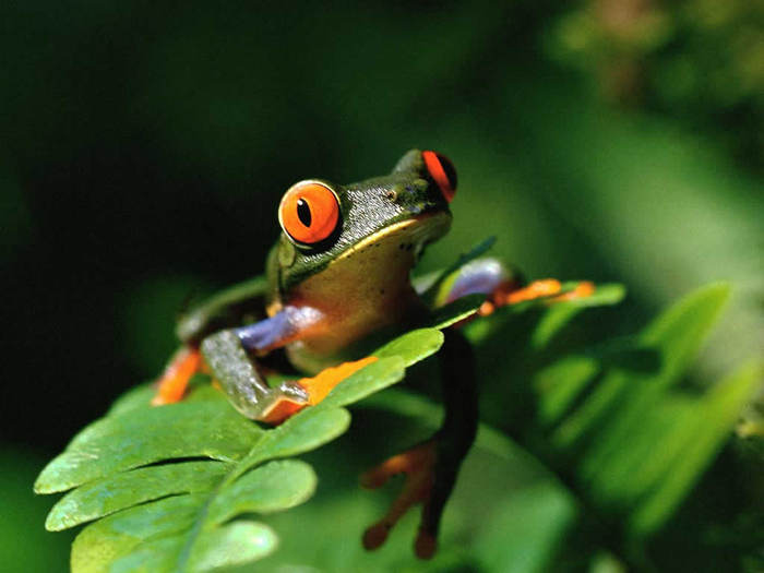 Frog (700x525, 36Kb)