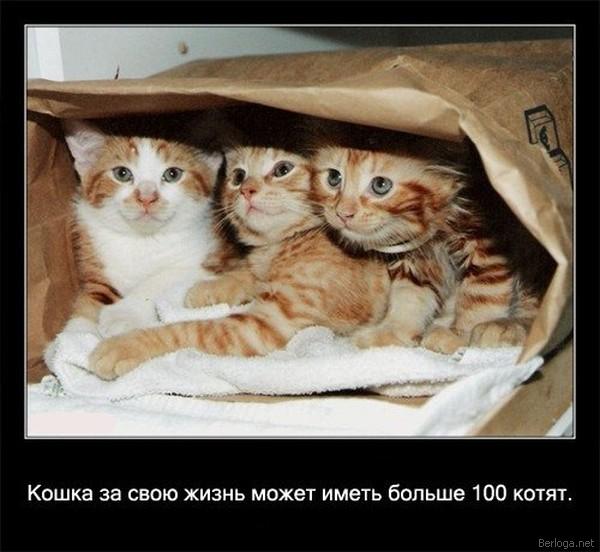 berloga.net_633419238 (600x552, 44Kb)