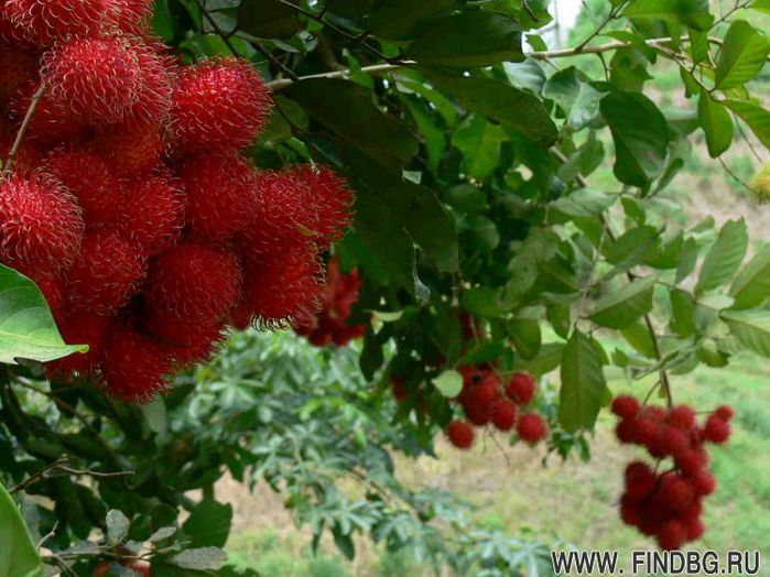 3828965___rambutan__20100518_1573568062 (700x524, 75Kb)