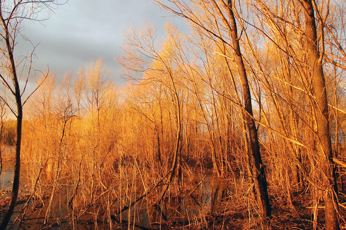 3392780_DSC_8282 (700x465, 272Kb)