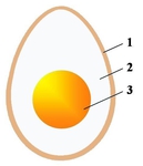  egg (458x531, 52Kb)