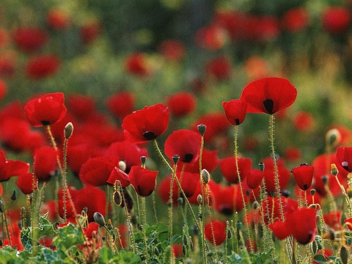 0_a650c_140c474_XL (700x525, 122Kb)