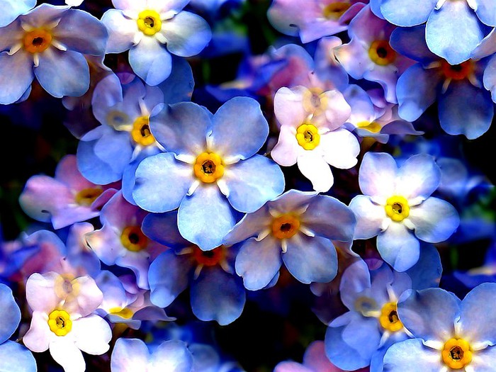 0_a6513_8b02af3f_XL (700x525, 114Kb)