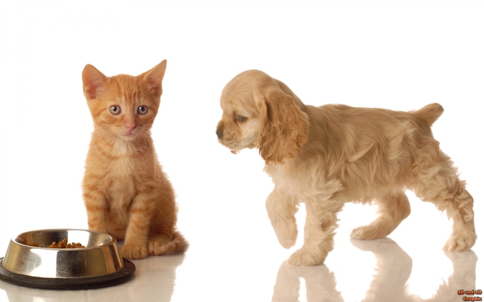 4269403_1240852370_doggy_14 (700x437, 119Kb)