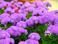 4216969_ageratum_thumb (206x154, 19Kb)