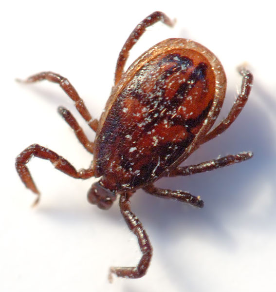 ticks (567x599, 50Kb)