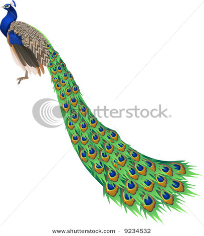 stock-vector-an-illustration-of-a-peacock-with-long-tail-9234532 (407x470, 60Kb)