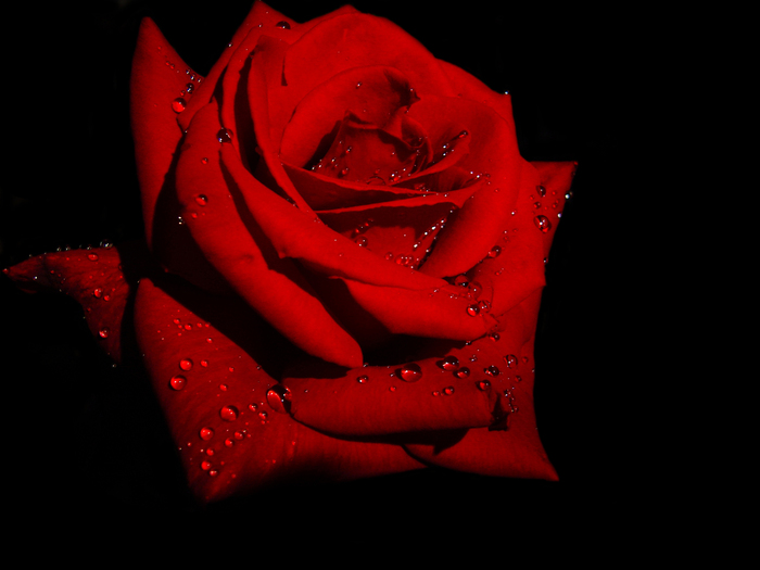 23189313_1208703352_RED_ROSE_by_BASM (700x525, 175Kb)