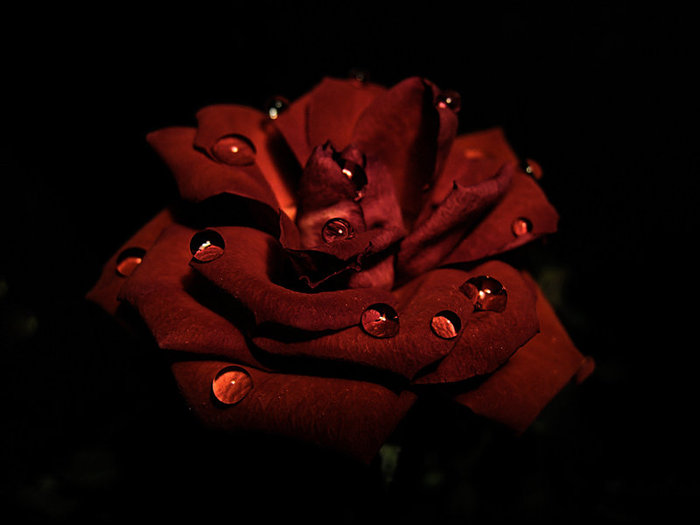 23189328_1208704502_The_Rose_by_Devinno (700x525, 39Kb)