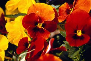 0a7929a84e043423060a45cd3b01196a (320x213, 14Kb)