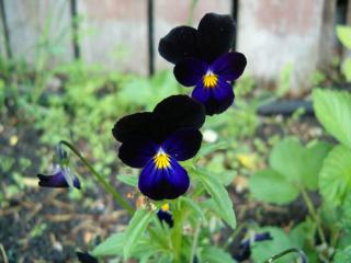 1b6a681393d2a6a1118b1a59646d11b5 (320x240, 14Kb)