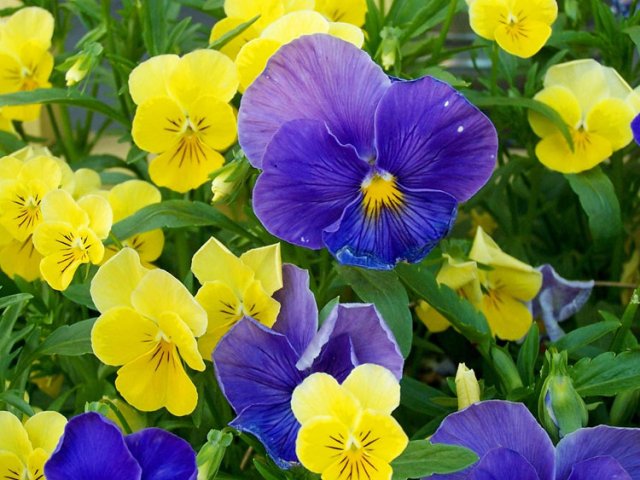 340ca11fd1 (640x480, 73Kb)