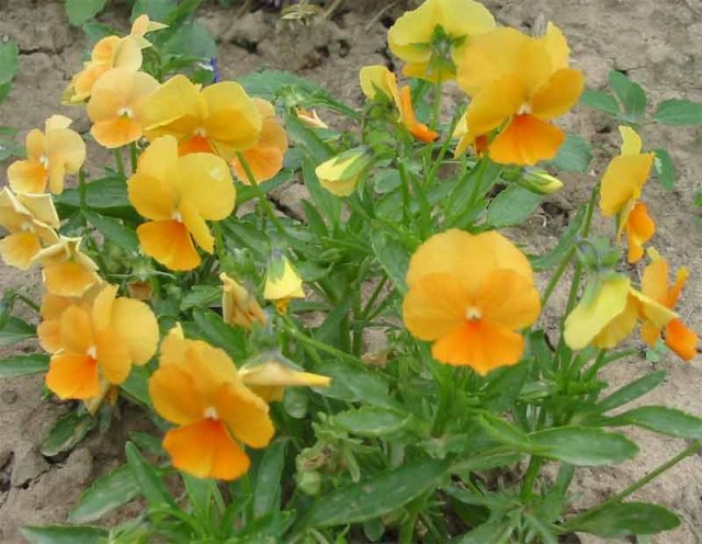 485fed7d43 (640x496, 69Kb)