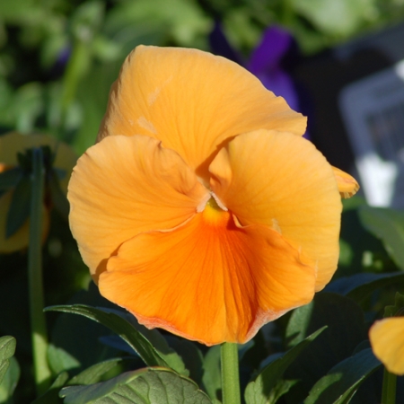 1231931231_orange_pansy_large_closeup (450x450, 131Kb)