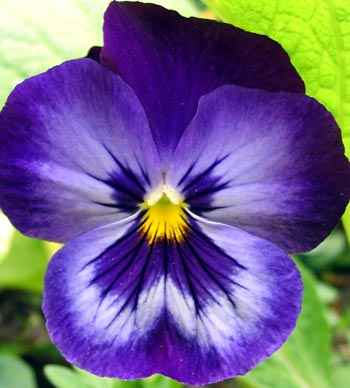 big-blue-pansy-flower (350x388, 26Kb)