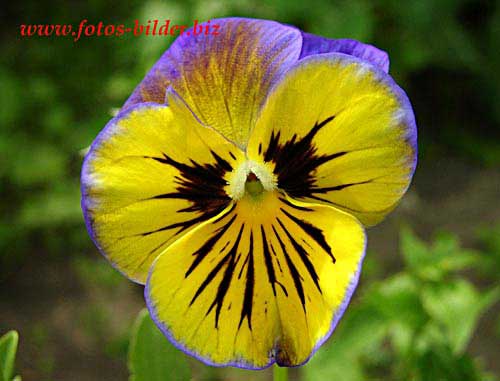 pansy.jpg (500x381, 25Kb)
